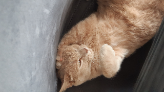 Caramel