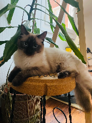Rosie