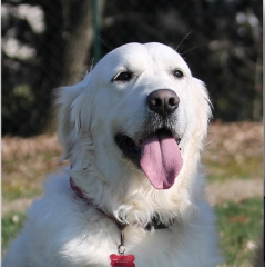 Heidi