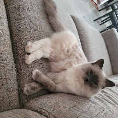 Pompon