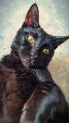 Luci