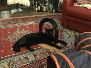 VADOR
