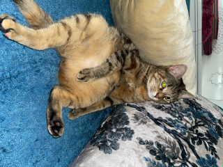 Nala