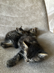 Floof