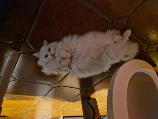 Neys