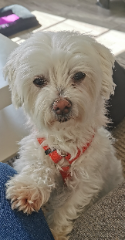 Naïa