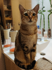 Shurii