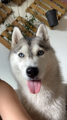 Tsuki
