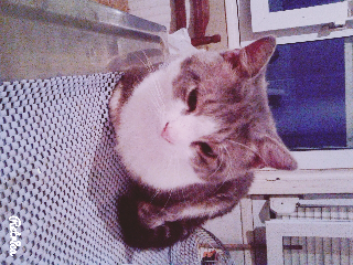 Câlin