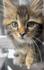 Noisette