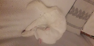 Léo