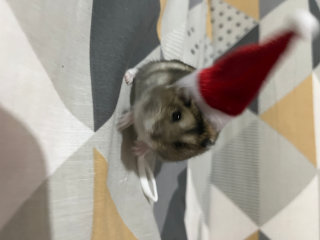 Topi