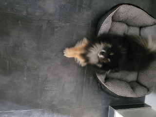 Baloo