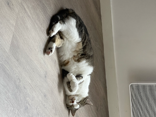 Bella