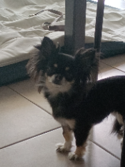 Nala