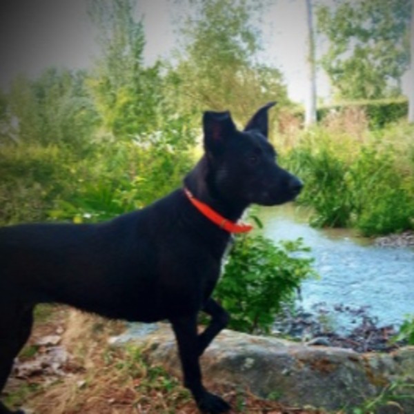 Arya