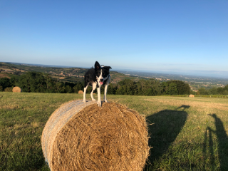 MAYA