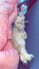 Minnie