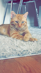 Simba