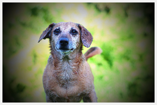 Milo