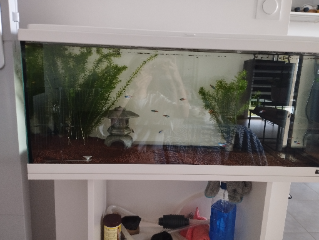 Poissons