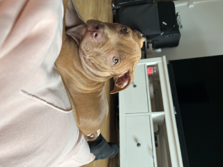 simba