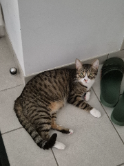 Nala