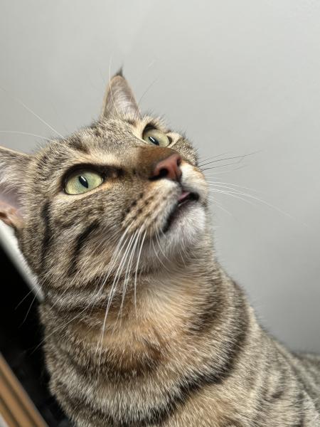 Simba