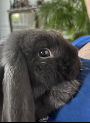 Gus