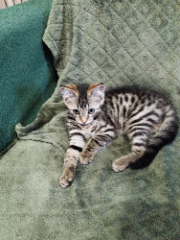 ZEUS