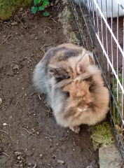 Toundra
