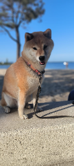 Akira