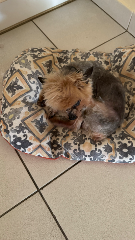 Esquimo