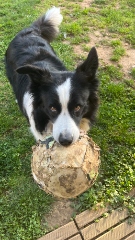 Roxy