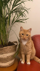 PEPITO