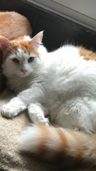 Simba