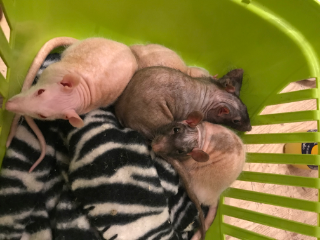 Mes 4 rats nu