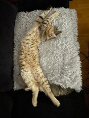 Tom