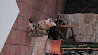 Cannelle