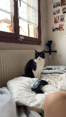 Camille