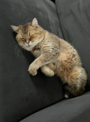 Mimi