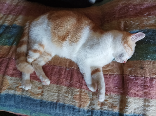 Bella