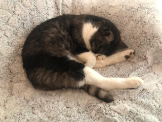 Minou