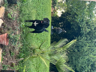 Prune
