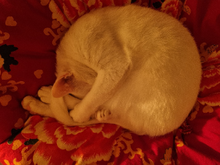 Lili
