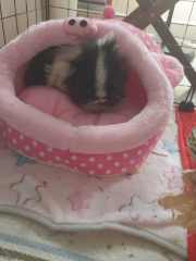 Pouic pouic