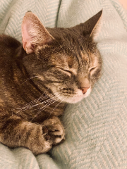 Maya