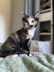 mimi