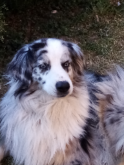 Lyska