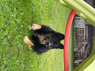 Tyson